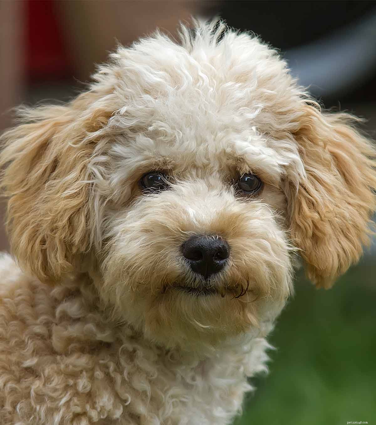 Cavapoo Dog Breed: Your Comprehensive Guide to the Cavalier King Charles Spaniel-Poodle Mix