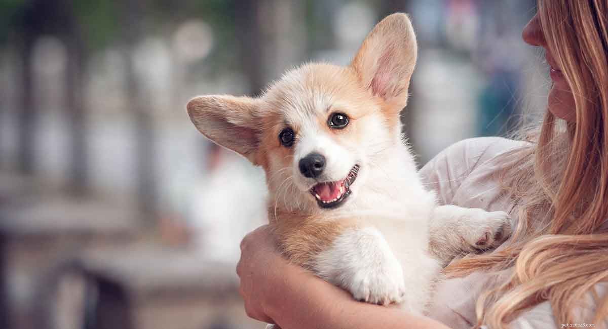 Corgi-Chihuahua Mix: Is the Chigi the Ideal Apartment Companion?