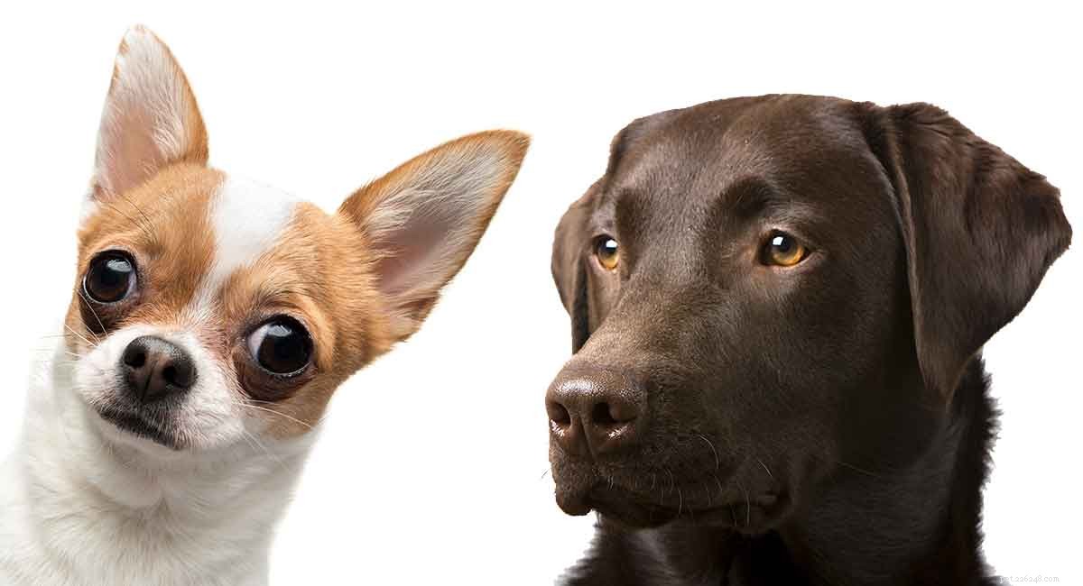 Chihuahua-Labrador Hybrid: A Comprehensive Guide to the Rare Chihuahua Lab Mix