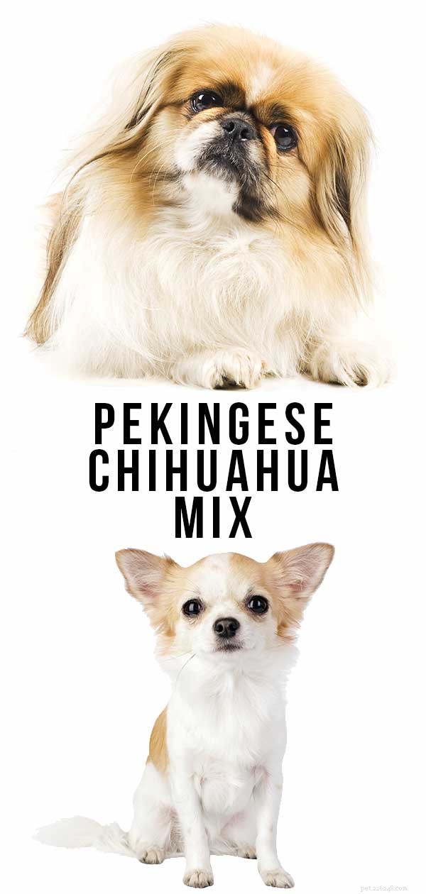 Pekingese-Chihuahua Mix: The Ideal Lapdog? Discover Traits & Care Tips
