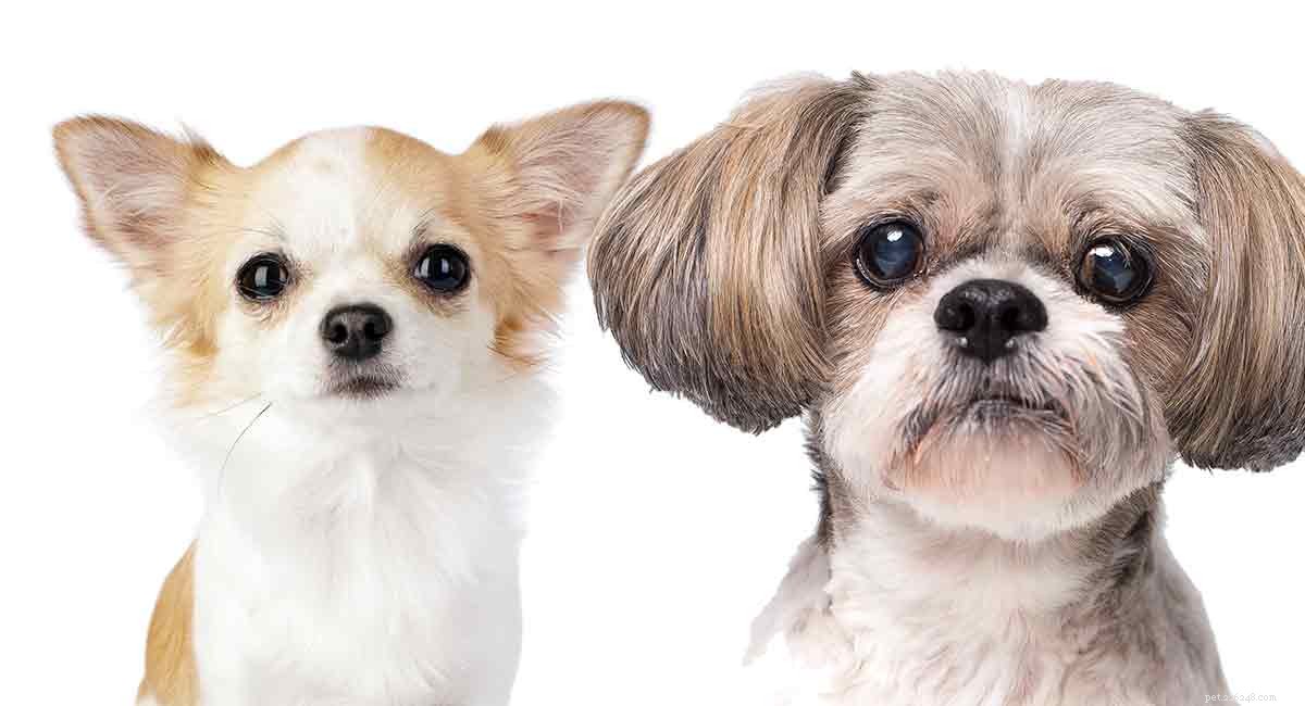 Shih Tzu Chihuahua Mix: A Loyal, Playful Toy Dog