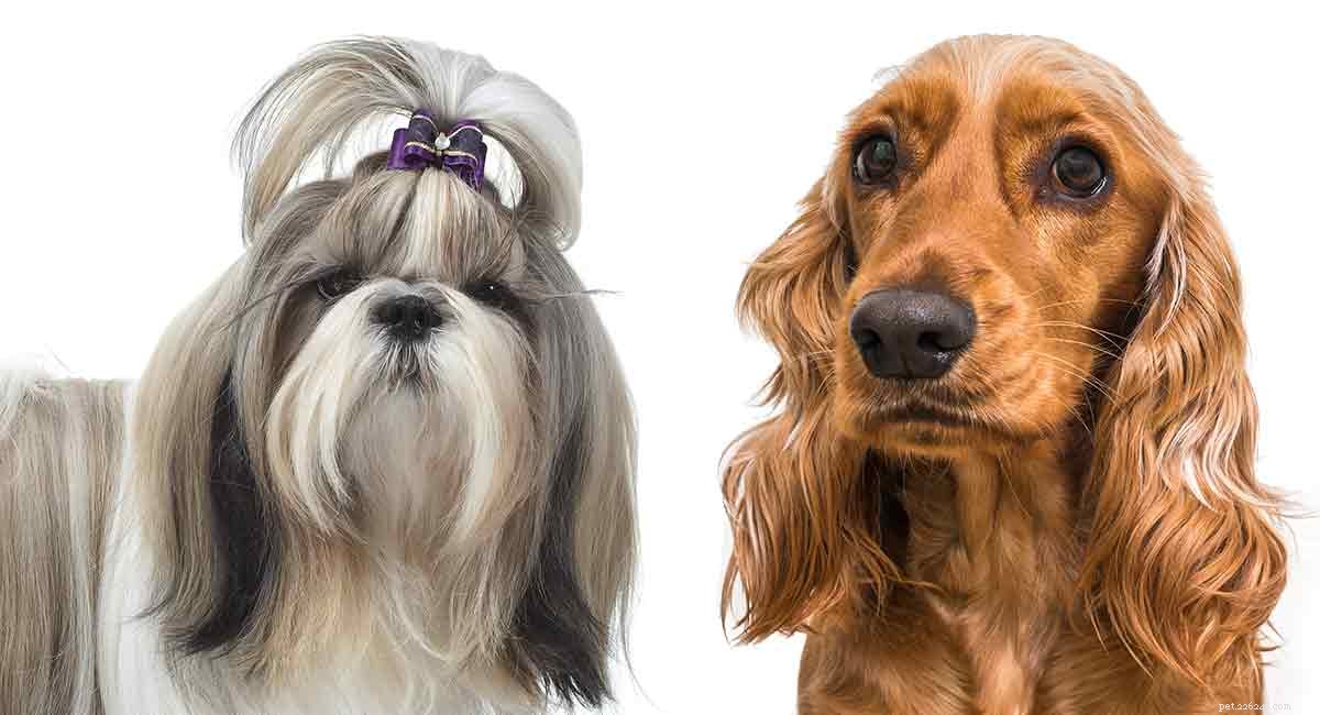 Cocker Spaniel × Shih Tzu: A Charming Blend of Intelligence and Affection
