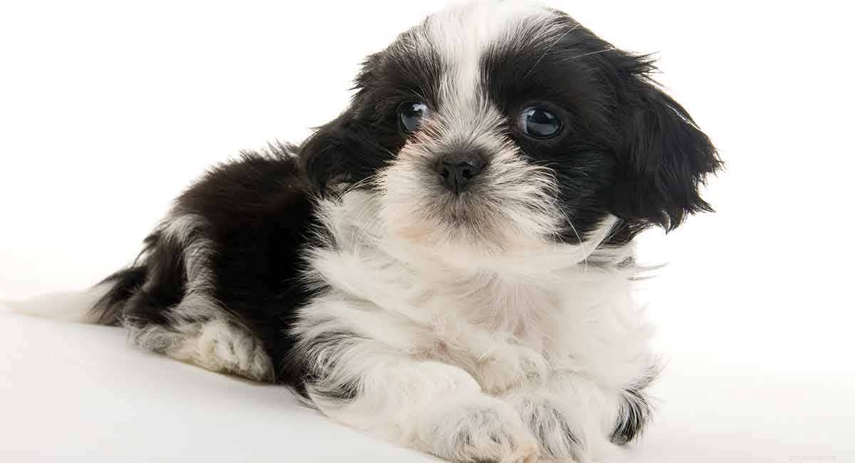 Cocker Spaniel × Shih Tzu: A Charming Blend of Intelligence and Affection