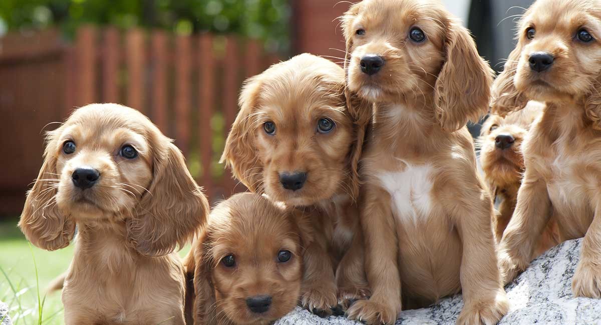 Cocker Spaniel × Shih Tzu: A Charming Blend of Intelligence and Affection