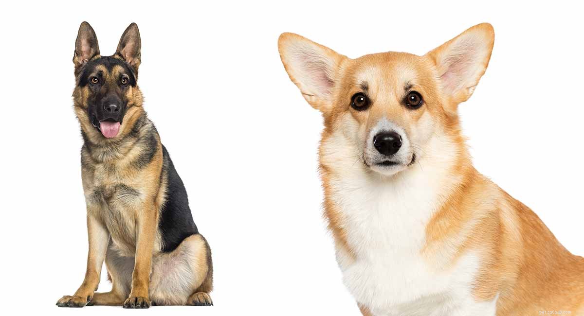 German Shepherd & Corgi Mix: Breed Overview & Care Guide