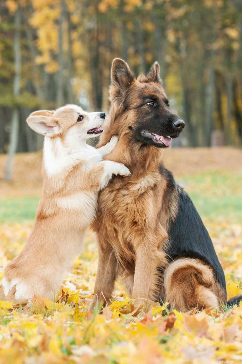 German Shepherd & Corgi Mix: Breed Overview & Care Guide