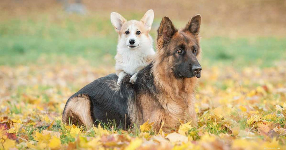 German Shepherd & Corgi Mix: Breed Overview & Care Guide