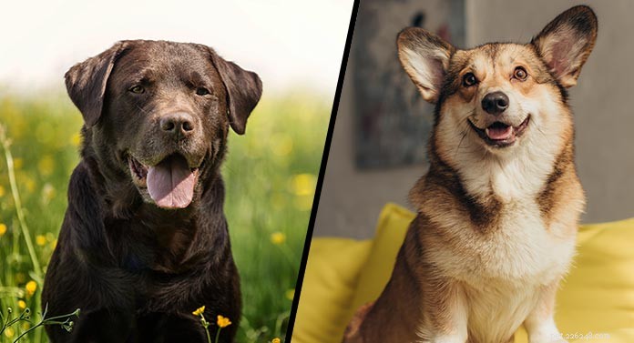 Corgi-Labrador Mix (Corgidor): Your Comprehensive Guide to Temperament, Care, and Adoption