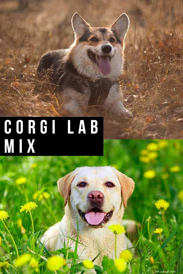 Corgi-Labrador Mix (Corgidor): Your Comprehensive Guide to Temperament, Care, and Adoption