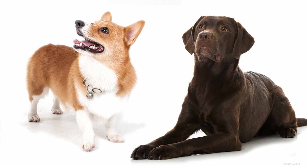 Corgi-Labrador Mix (Corgidor): Your Comprehensive Guide to Temperament, Care, and Adoption