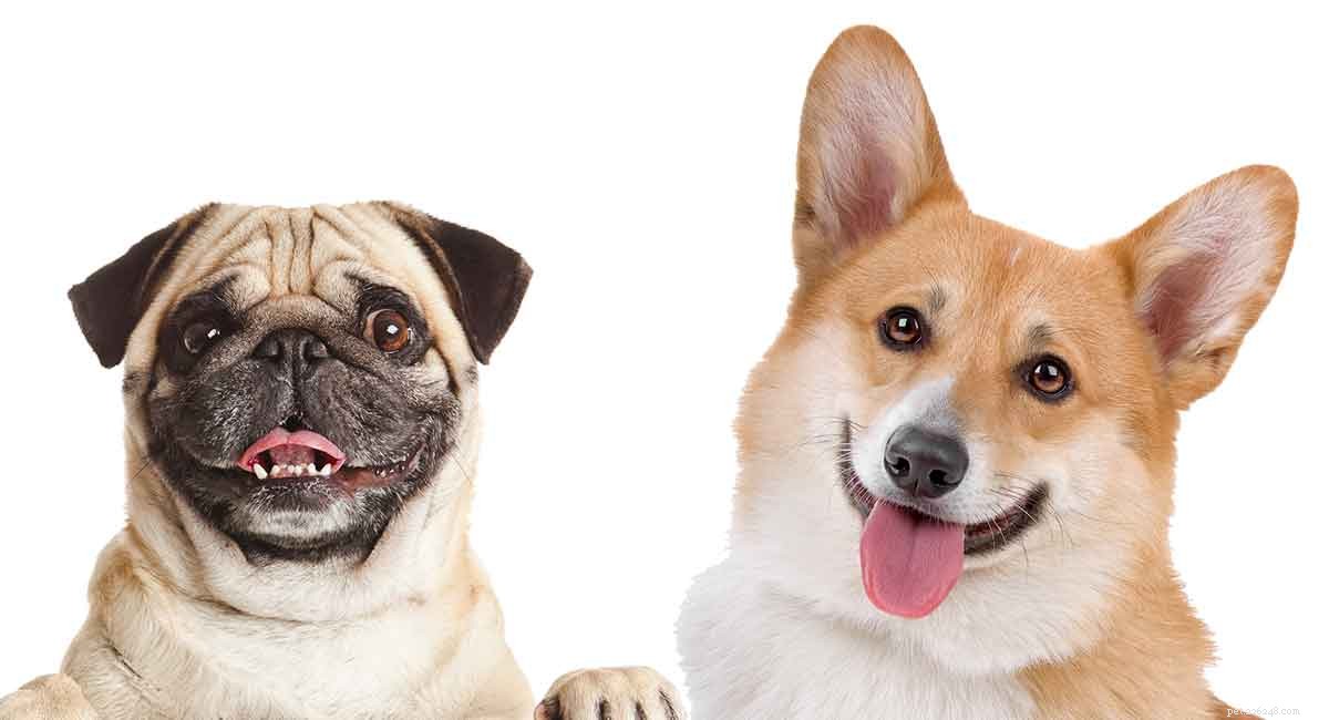 Corgi‑Pug Mix: What to Know About This Popular Designer Dog