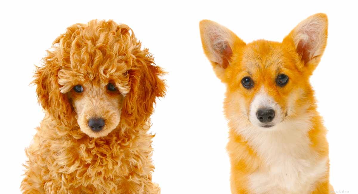 Corgipoo Explained: Essential Guide to Traits, Care & Health for the Pembroke‑Welsh Corgi‑Poodle Mix