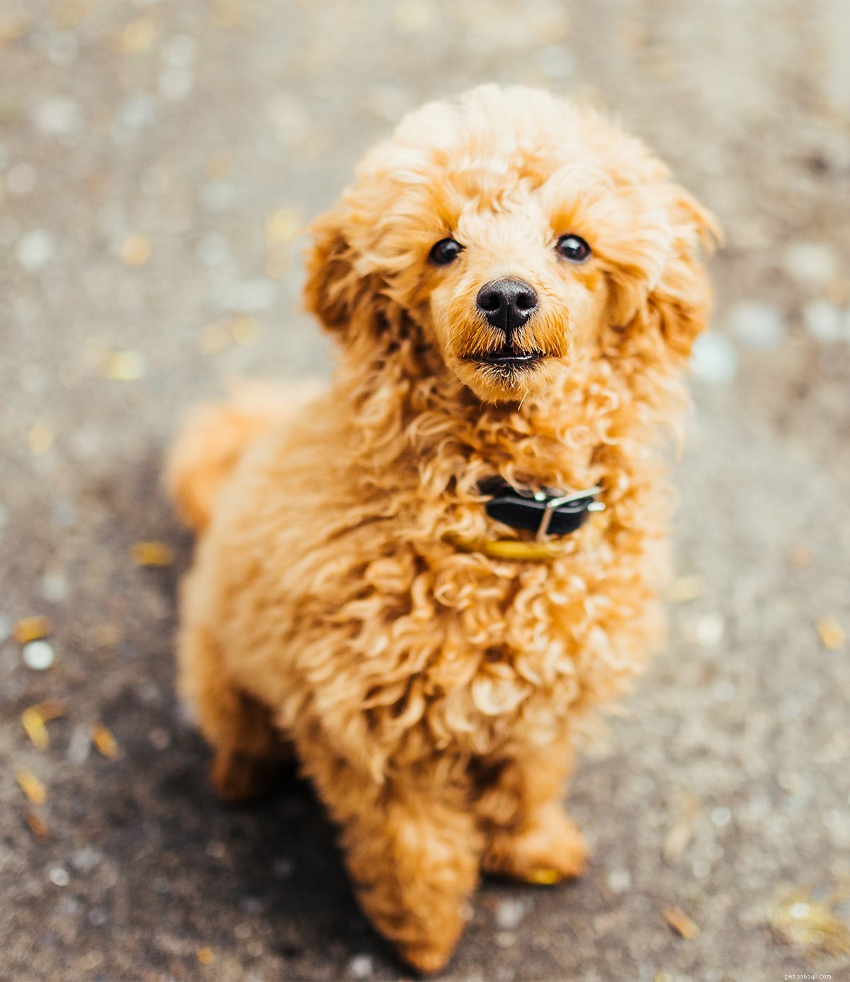 Corgipoo Explained: Essential Guide to Traits, Care & Health for the Pembroke‑Welsh Corgi‑Poodle Mix