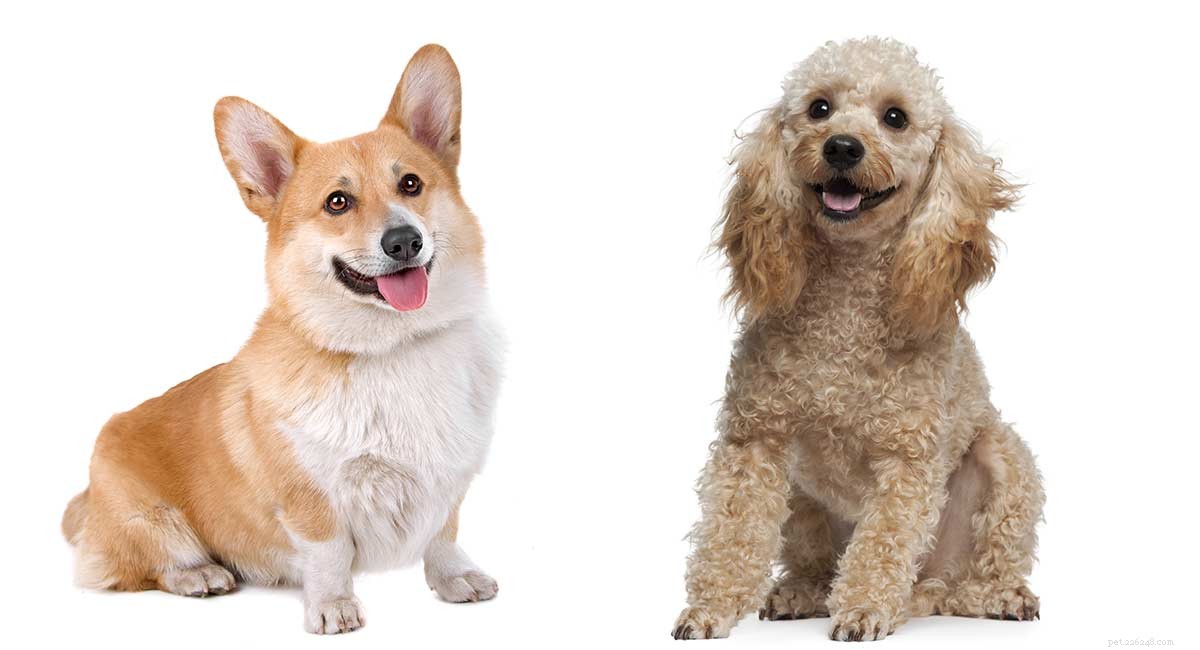 Corgipoo Explained: Essential Guide to Traits, Care & Health for the Pembroke‑Welsh Corgi‑Poodle Mix
