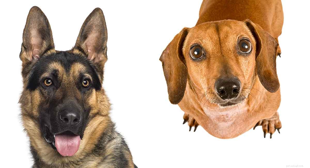 German Shepherd × Dachshund Mix: What to Expect – Traits, Temperament & Health