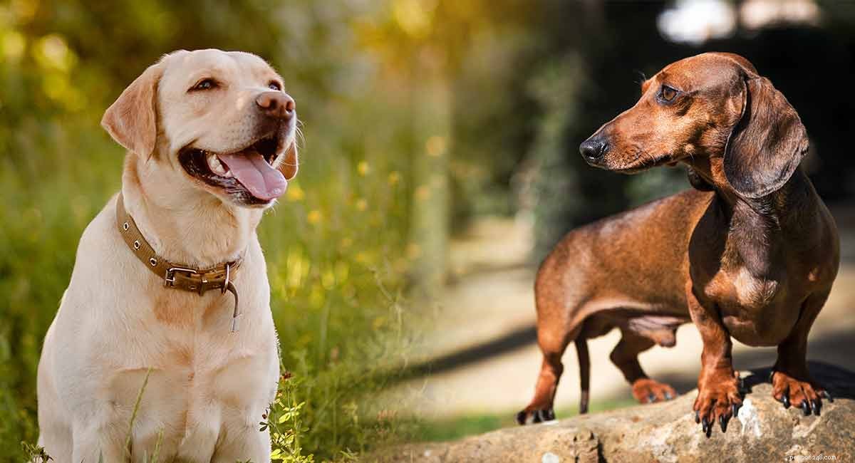 Dachshund‑Labrador Mix (Dachsador): Is This Contrasting Breed Right for You?