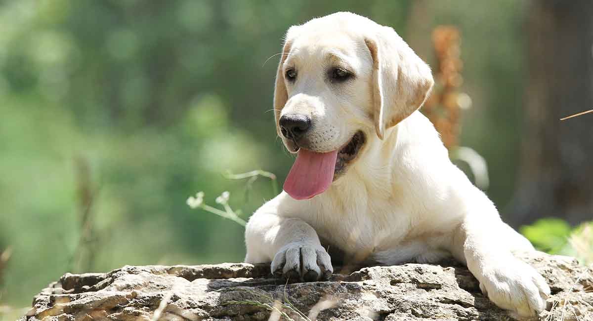 Dachshund‑Labrador Mix (Dachsador): Is This Contrasting Breed Right for You?