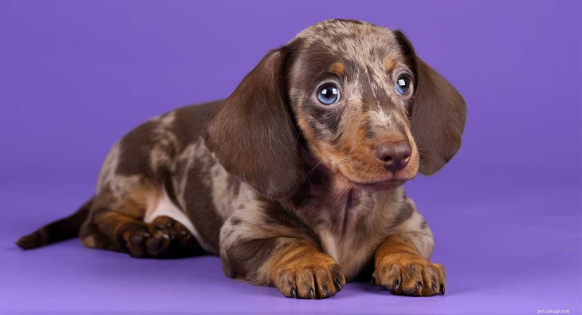Dachshund‑Labrador Mix (Dachsador): Is This Contrasting Breed Right for You?