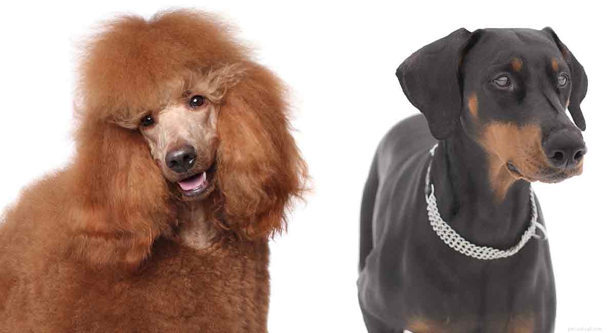 Doberman‑Poodle Mix: A Loyal, Intelligent Hybrid for Active Families