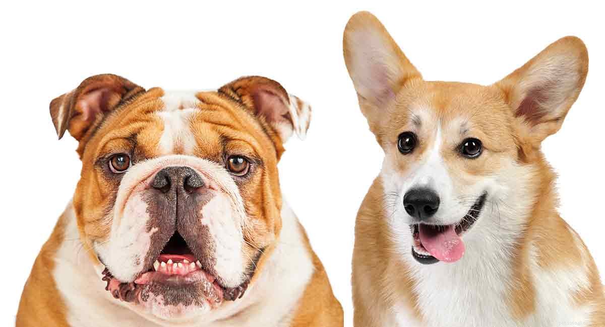 Corgi-Bulldog Mix: Unveiling the True Characteristics of This Unique Hybrid