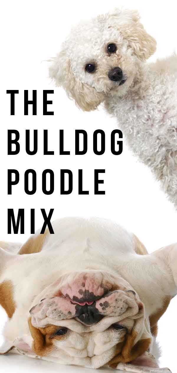 Bulldog-Poodle Mix: Pros, Cons, and Care Guide for Boodle Puppies