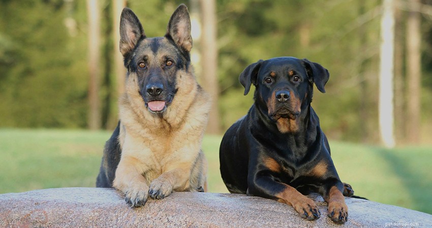 German Shepherd × Rottweiler Mix: Traits, Care & Adoption Guide