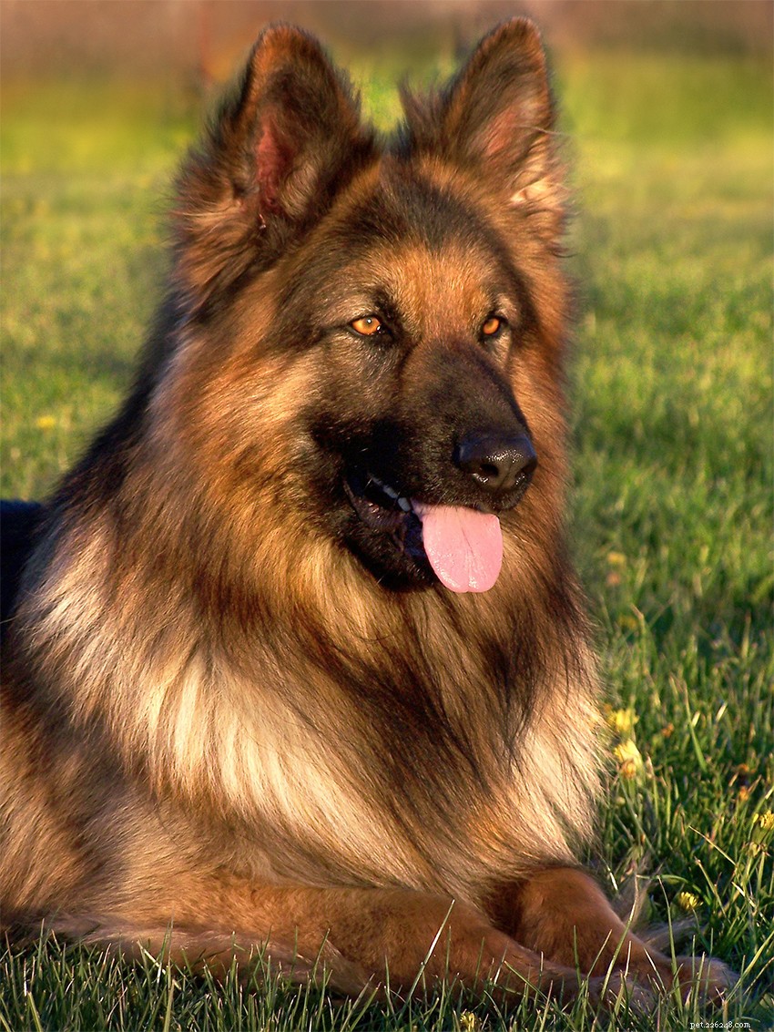 German Shepherd × Rottweiler Mix: Traits, Care & Adoption Guide