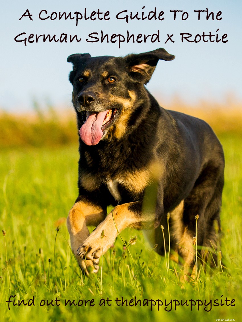 German Shepherd × Rottweiler Mix: Traits, Care & Adoption Guide
