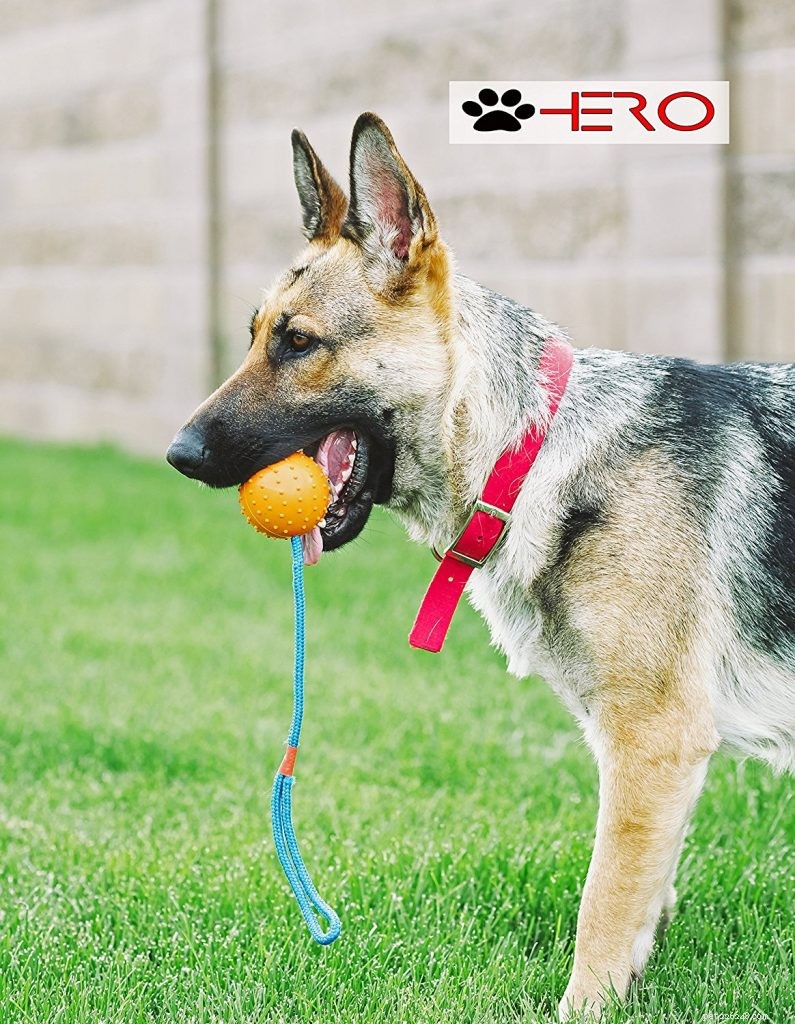 German Shepherd × Rottweiler Mix: Traits, Care & Adoption Guide