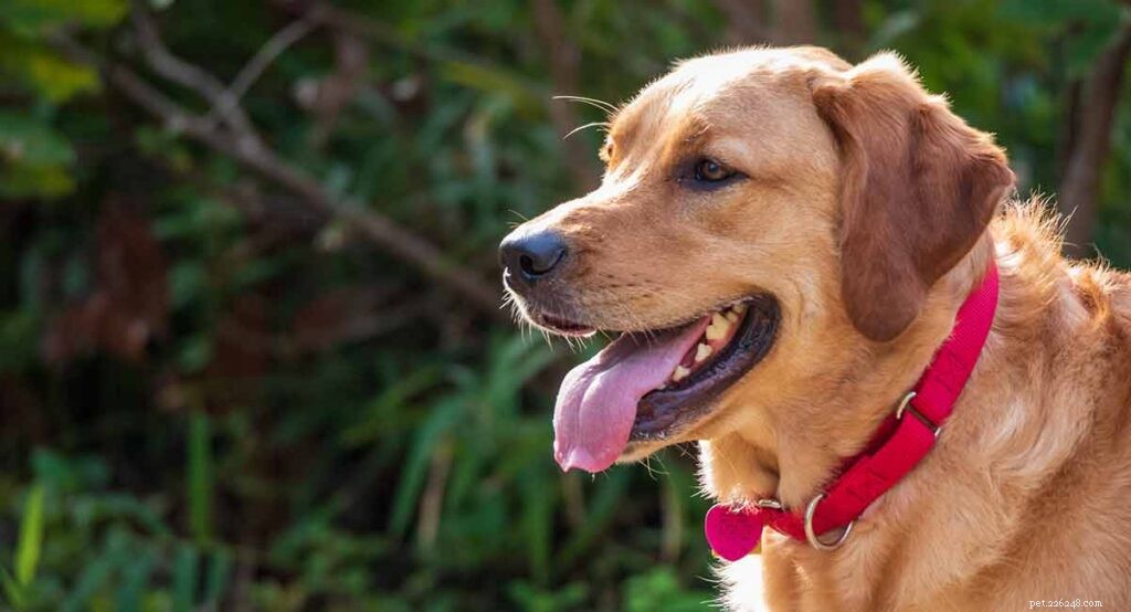 Goldador: Traits, Temperament, and Care Guide for the Golden Retriever-Labrador Mix