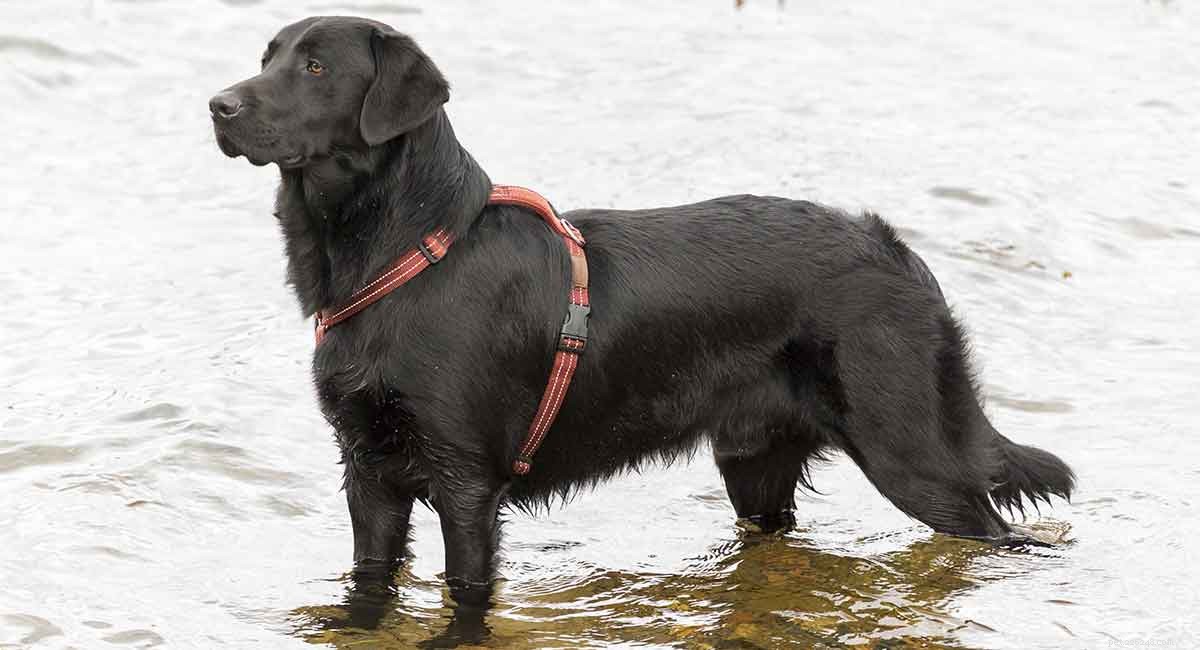 Goldador: Traits, Temperament, and Care Guide for the Golden Retriever-Labrador Mix