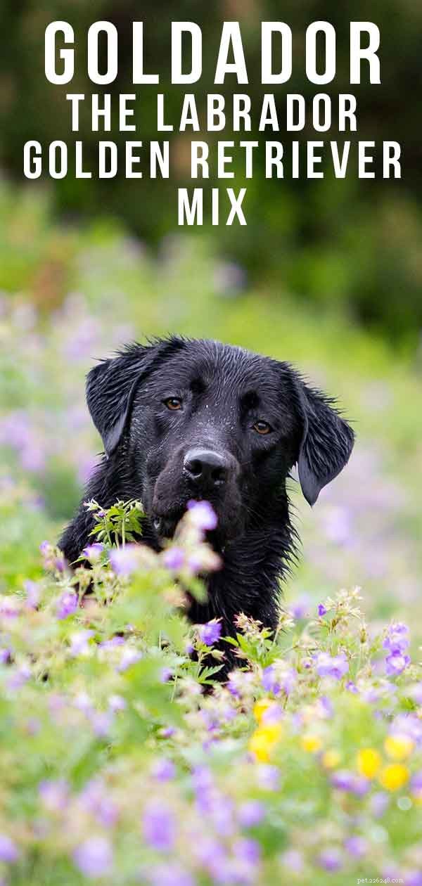 Goldador: Traits, Temperament, and Care Guide for the Golden Retriever-Labrador Mix