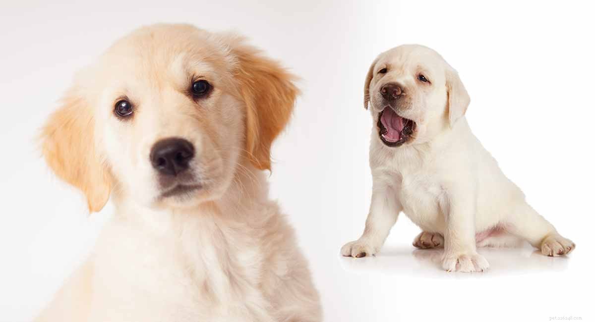 Goldador: Traits, Temperament, and Care Guide for the Golden Retriever-Labrador Mix