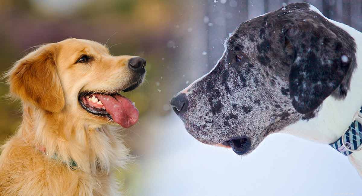 Great Dane–Golden Retriever Mix: The Ideal Big Family Companion?
