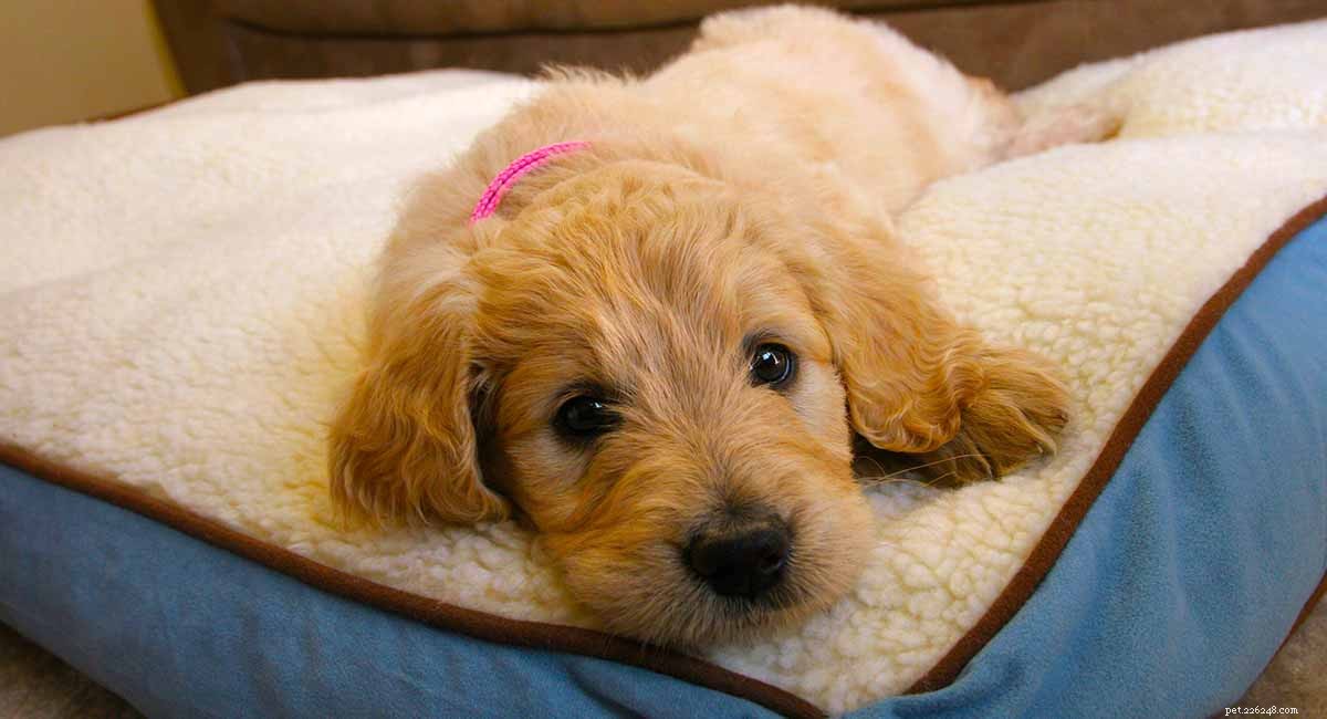 Goldendoodle: The Ultimate Guide to the Golden Retriever-Poodle Hybrid