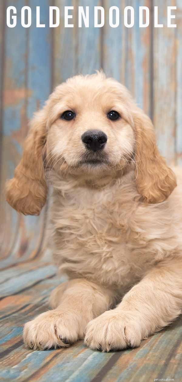 Goldendoodle: The Ultimate Guide to the Golden Retriever-Poodle Hybrid