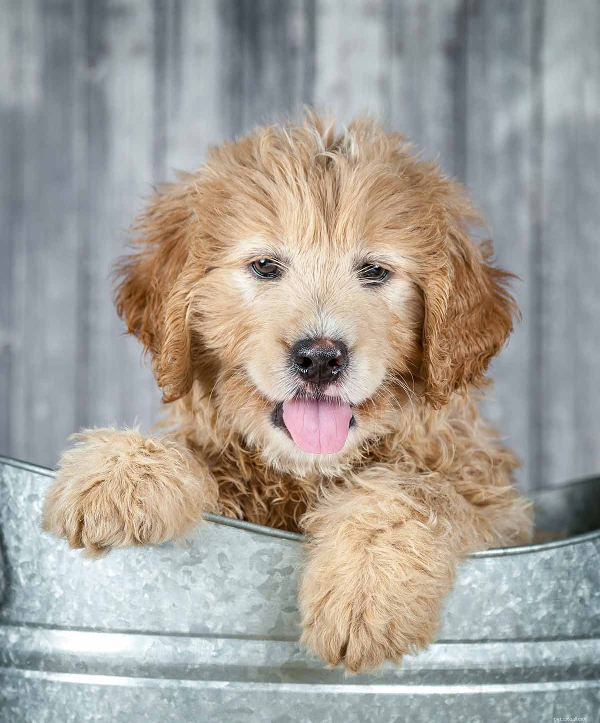 Goldendoodle: The Ultimate Guide to the Golden Retriever-Poodle Hybrid