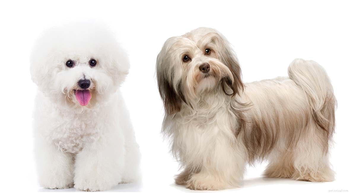 Havachon: Everything You Need to Know About the Havanese‑Bichon Frise Mix