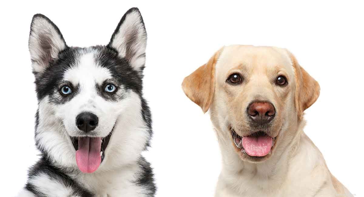 Husky‑Lab Mix (Labsky) Dog: Complete Breed Guide & Tips