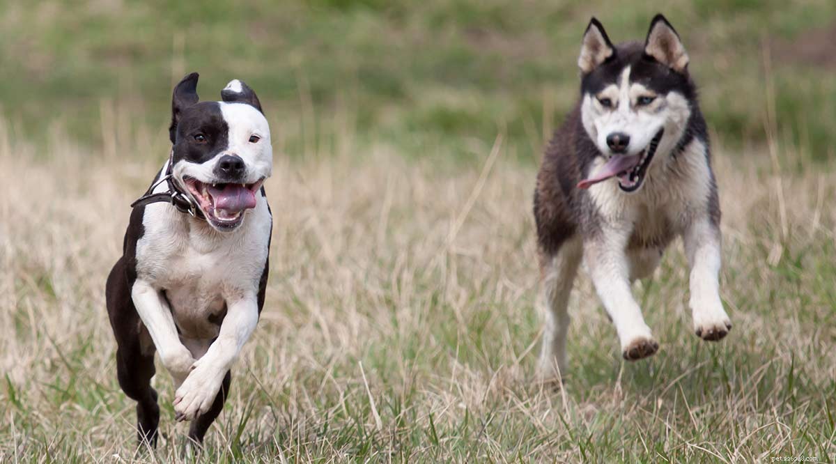 Pitbull-Husky (Pitsky) Mix: Traits, Care, and Health Guide
