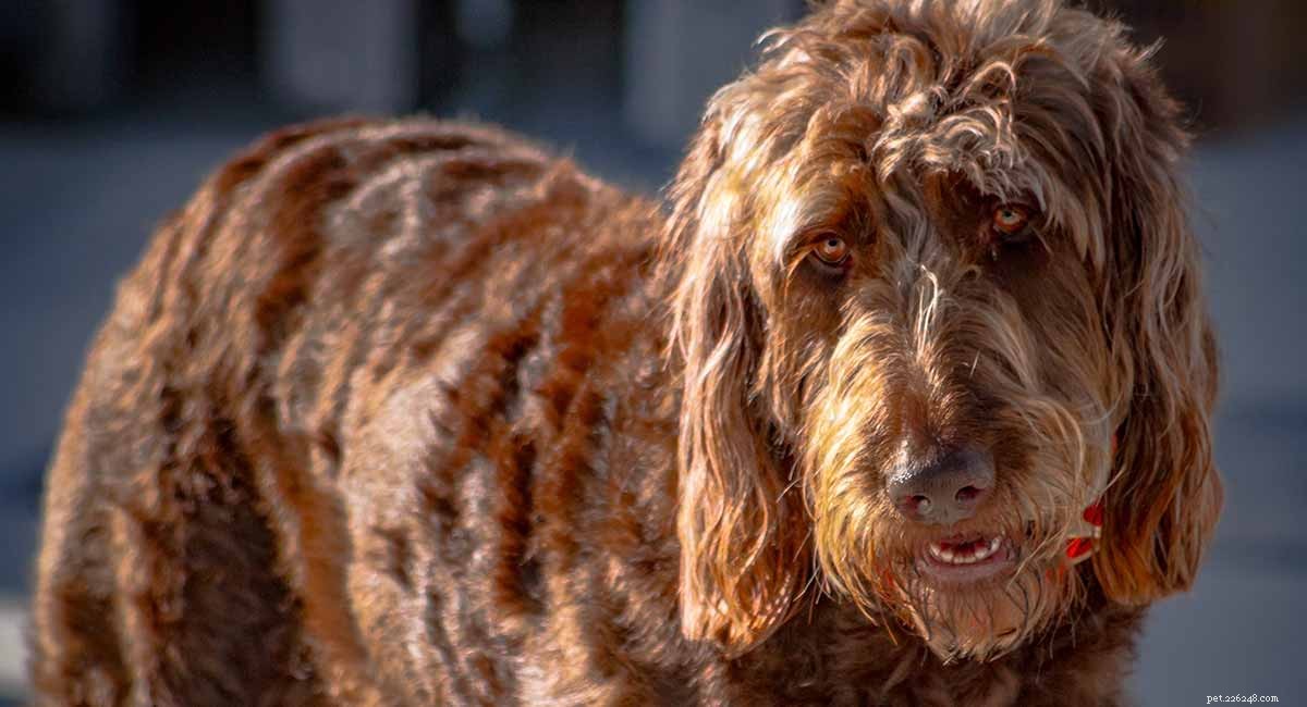Irish Doodle: The Ultimate Guide to the Irish Setter-Poodle Mix