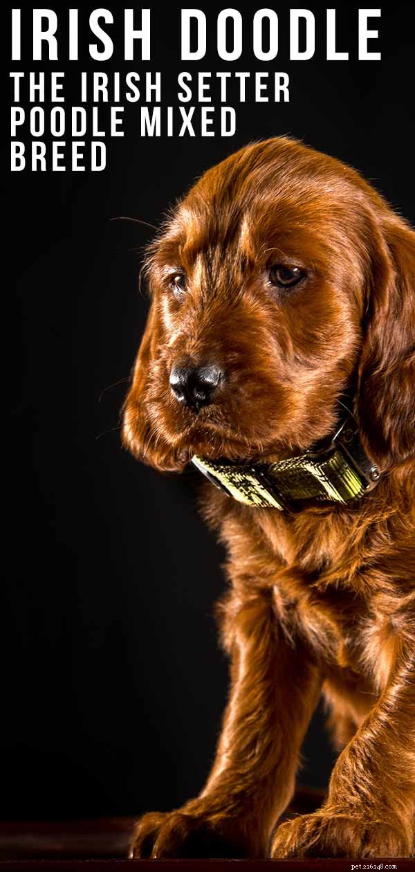 Irish Doodle: The Ultimate Guide to the Irish Setter-Poodle Mix