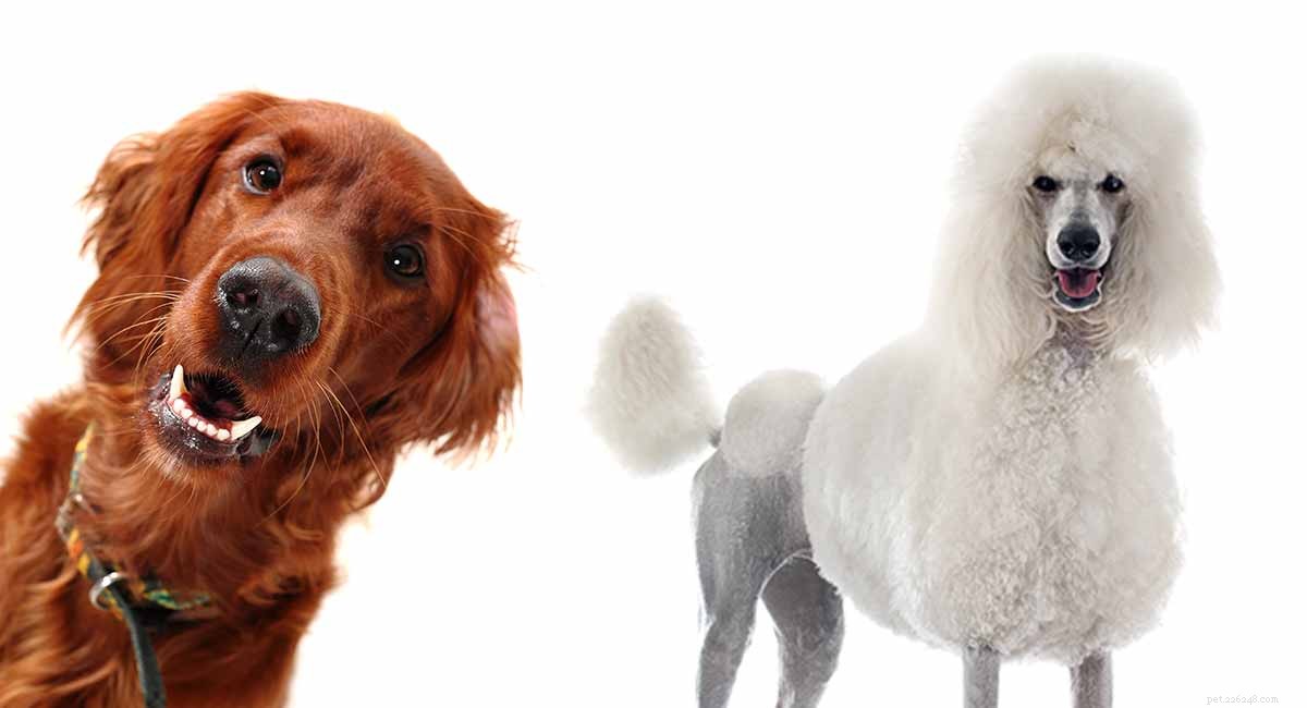 Irish Doodle: The Ultimate Guide to the Irish Setter-Poodle Mix