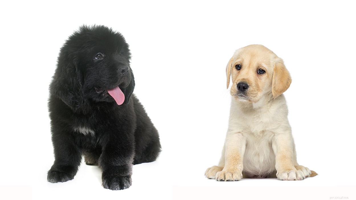 The Newfoundland‑Labrador Mix: Traits, Care, and Why It’s a Top Family Dog