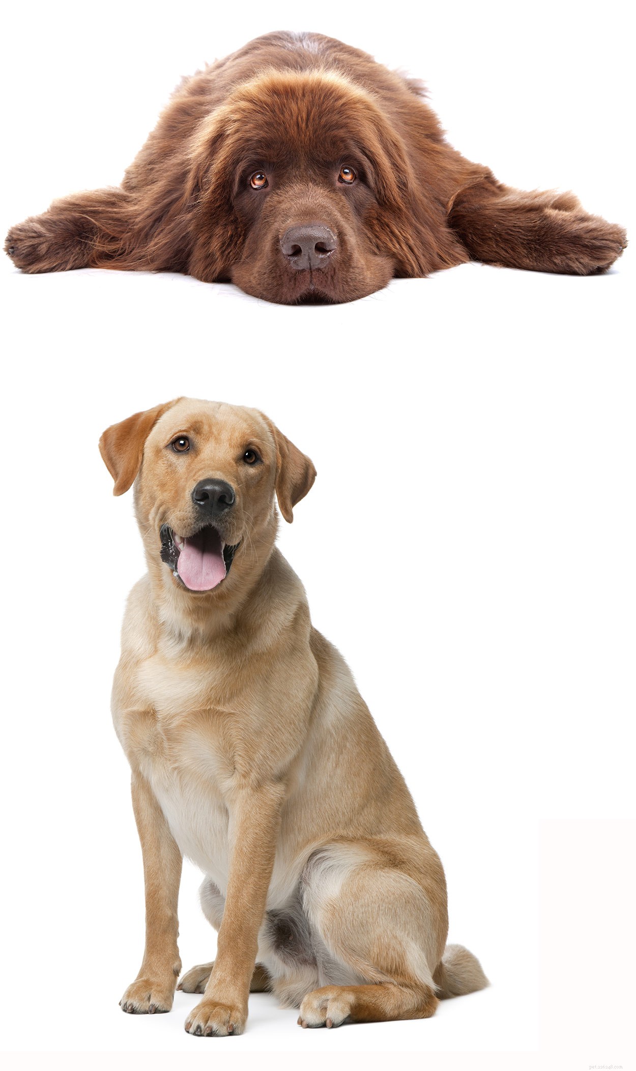 The Newfoundland‑Labrador Mix: Traits, Care, and Why It’s a Top Family Dog