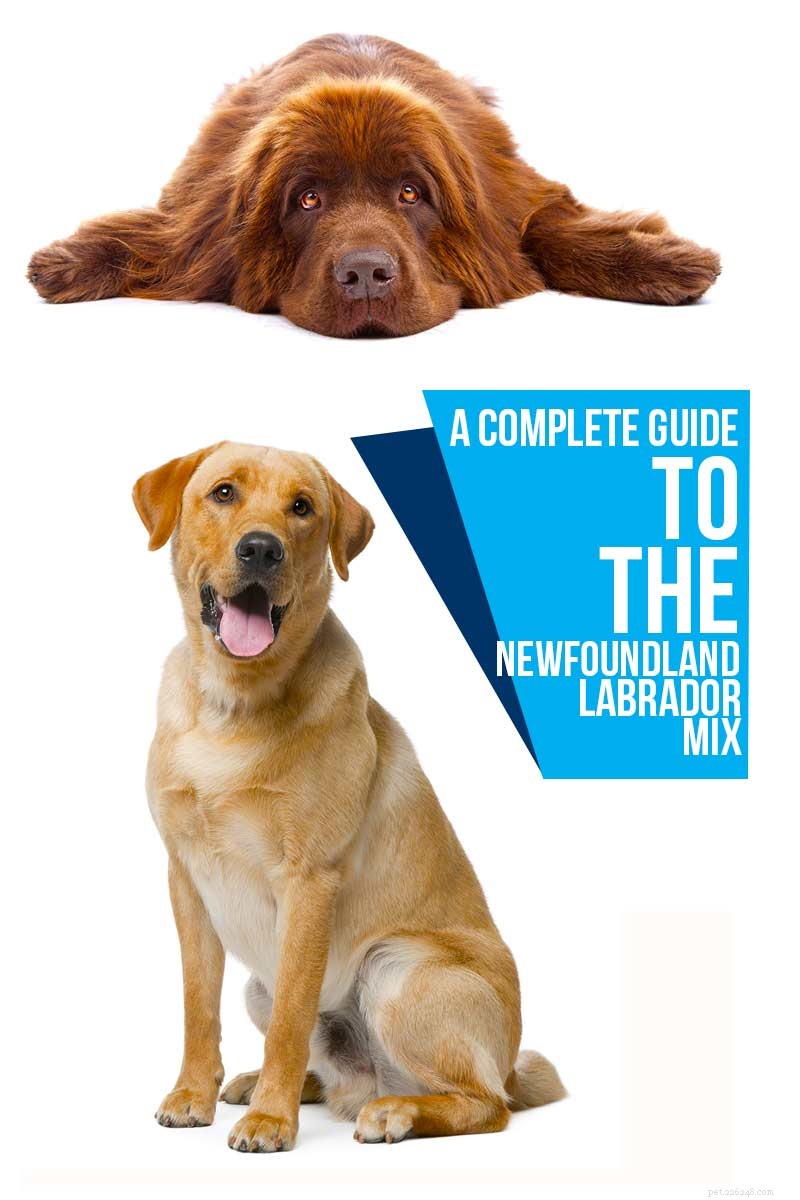 The Newfoundland‑Labrador Mix: Traits, Care, and Why It’s a Top Family Dog