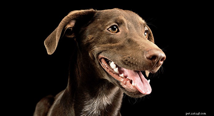 Weimaraner‑Labrador Mix (Labmaraner): Your Complete Guide