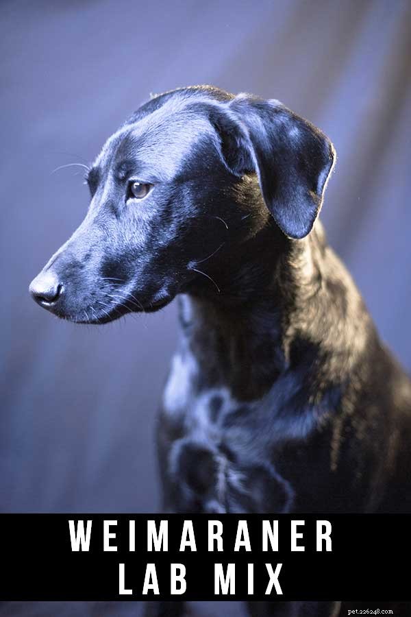 Weimaraner‑Labrador Mix (Labmaraner): Your Complete Guide