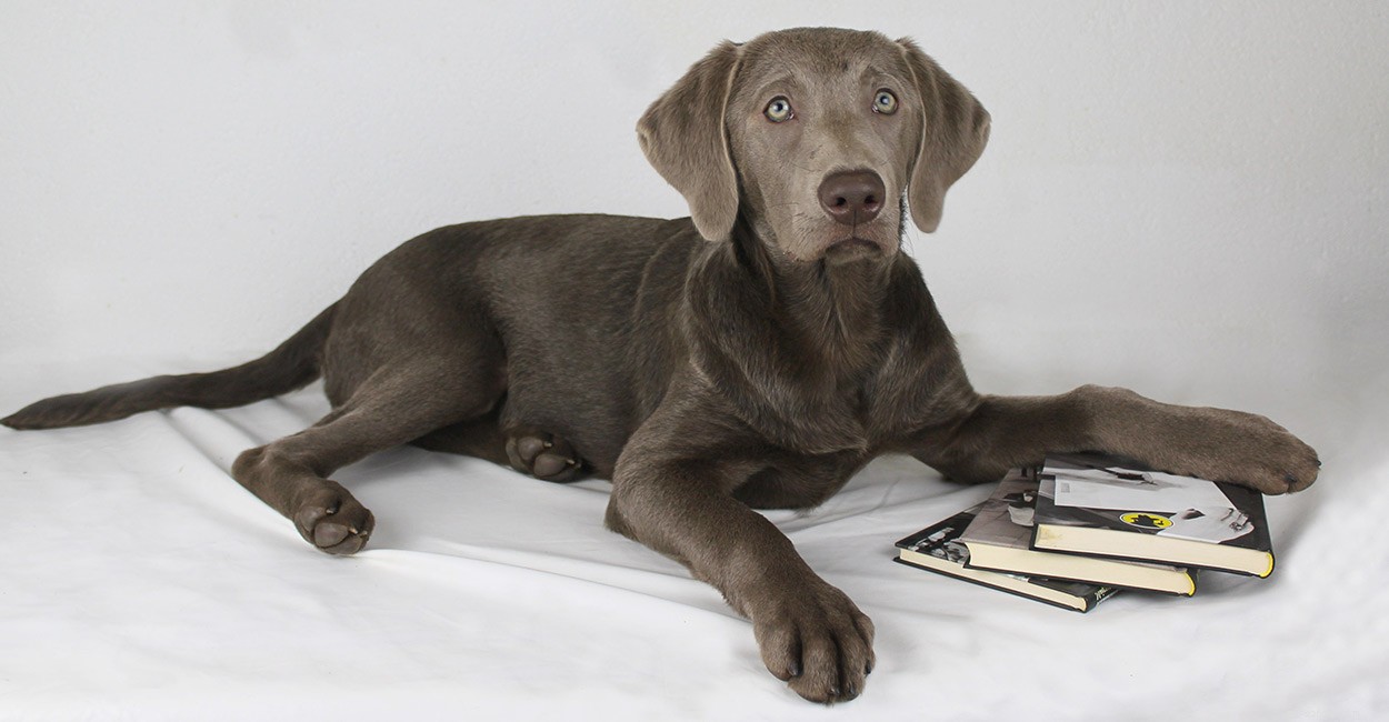 Weimaraner‑Labrador Mix (Labmaraner): Your Complete Guide