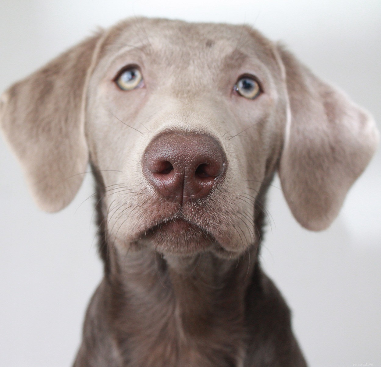 Weimaraner‑Labrador Mix (Labmaraner): Your Complete Guide